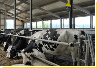 Caméra doomie surveillant des vaches