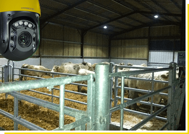 Caméra doomie avec des vaches en fond